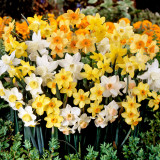 Narcissus Jonquilla Mixed 10-12cm