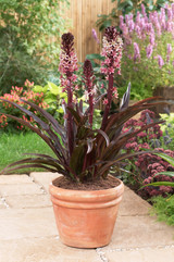 Eucomis Sparkling Burgundy