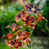 Lilium Forever Susan (Bulbs)