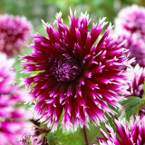 Dahlia Alauna Clair-Obscur