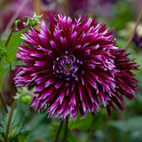 Dahlia Alauna Clair-Obscur