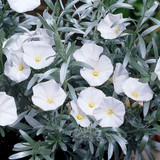 Silverbush Convolvulus cneorum