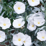 Convolvulus cneorum