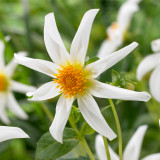 Dahlia Honka White Dahlia Honka White