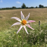 Dahlia Honka White