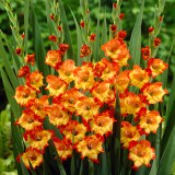 Gladioli Princess Margaret Rose