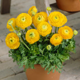 Ranunculus Tomer Deep Yellow