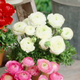 Ranunculus Tomer Deep White Ranunculus Tomer Deep White