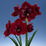 Amaryllis Grand Diva 34cm+