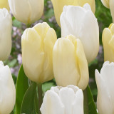 Tulip Cream Flag