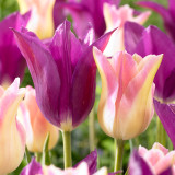 Tulip Purple Dream10/12cm
