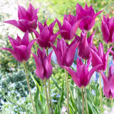 Tulip Purple Dream10/12cm