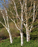 Betula Jacquemontii Betula Jacquemontii