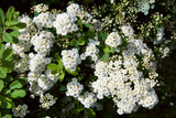 Spiraea nipponica Snowmound