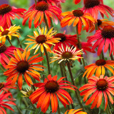 Echinacea Hot Summer