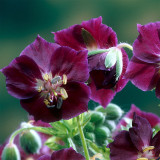 Geranium Springtime