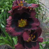 Hemerocallis Whoopie Hemerocallis Whoopie