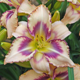 Hemerocallis Destined to See