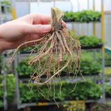Hemerocallis Destined to See Hemerocallis Destined to See