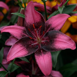 Lilium Purple Eye