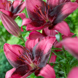 Lilium Purple Eye