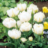 Tulip 'Monte Snow'