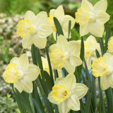 Narcissi Pistachio Narcissi Pistachio