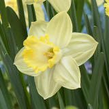 Narcissi Pistachio Narcissi Pistachio