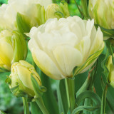 Tulip Maureen Double
