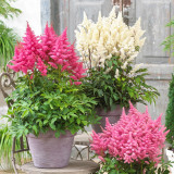 Astilbe Rock and Roll
