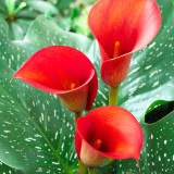 Zantedeschia Red Alert