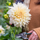 Dahlia Cafe Au Lait