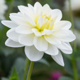 Dahlia White Onesta