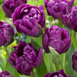 Tulip 'Negrita Double'