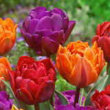 Tulip 'Negrita Double'