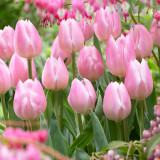 Tulip Christmas Pearl