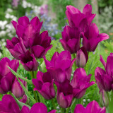 Tulip 'Night Club'