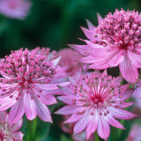 Astrantia Roma