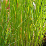 Pennisetum alop. Magic