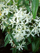 Clematis armandii