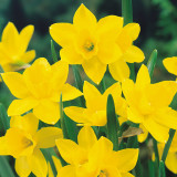 Narcissi Sweetness Narcissi Sweetness