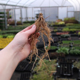 Hosta Royal Standard