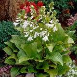 Hosta Royal Standard