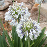 Agapanthus Queen Mum Modules