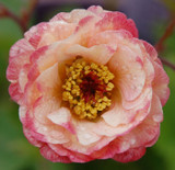 Geum Cosmopolitan Geum Cosmopolitan