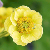 Geum Banana Daiquiri Geum Banana Daiquiri