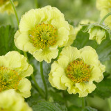 Geum Banana Daiquiri Geum Banana Daiquiri