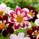 Dahlia Fashion Monger Dahlia Fashion Monger