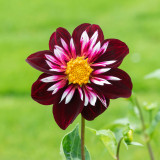 Dahlia Collarette Night Butterfly