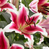 Lilium Lakeside Beloved (16-18cm Bulbs)